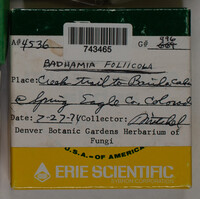 Badhamia foliicola image
